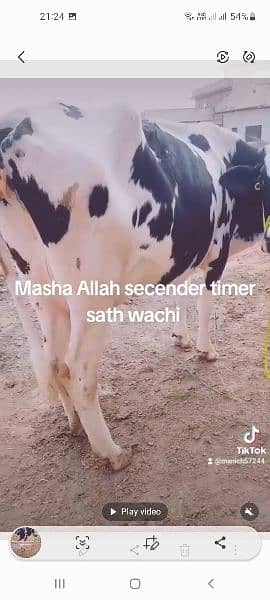 Masha Allah  frezen cow sath wachi milk 15kg 6