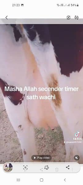 Masha Allah  frezen cow sath wachi milk 15kg 9