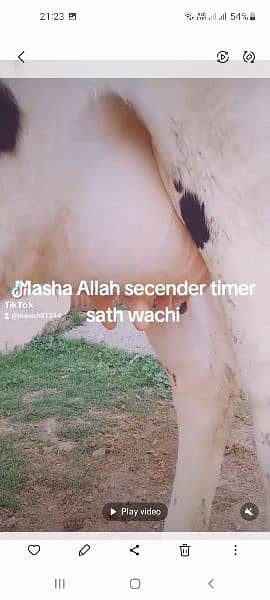 Masha Allah  frezen cow sath wachi milk 15kg 11