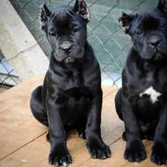 Cane corso puppies are available in Pakistan for sale