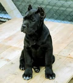 Cane corso puppy are available for sale
