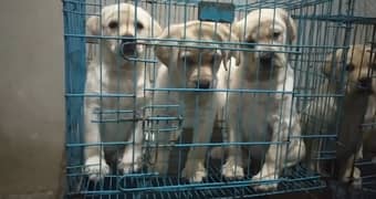 Labrador puppies are available for sale