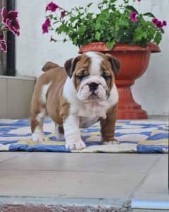 English bulldog puppy are available in Pakistan