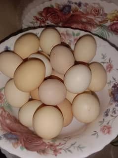 Fertile Eggs 100%