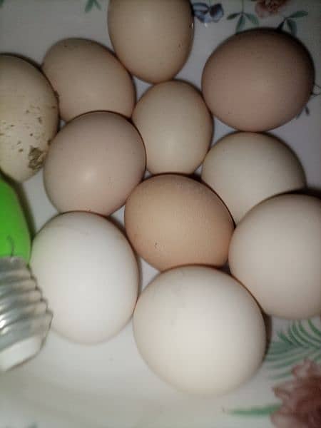 Fertile Eggs 100% 5
