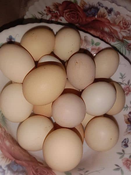 Fertile Eggs 100% 6