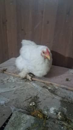 Fancy hens pair available