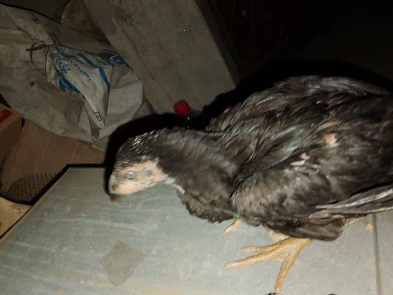 Hen Aseel I think its Shamu only hen  with cage need a good care taker 3