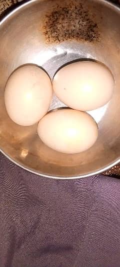 Egg Aseel fertile 0
