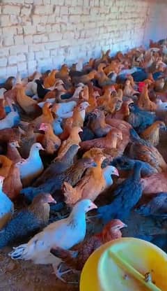 2.5 months Golden misri phatiyan phatay hens cock