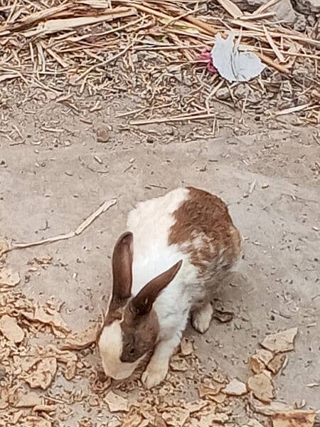 rabbits for sale 4