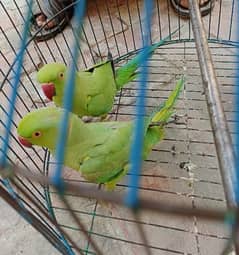 parrot jode