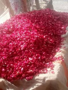 fresh rose patti available 350 kg
