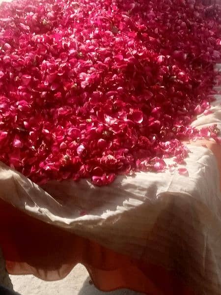 fresh rose patti available 350 kg 1