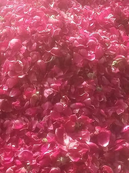 fresh rose patti available 350 kg 2