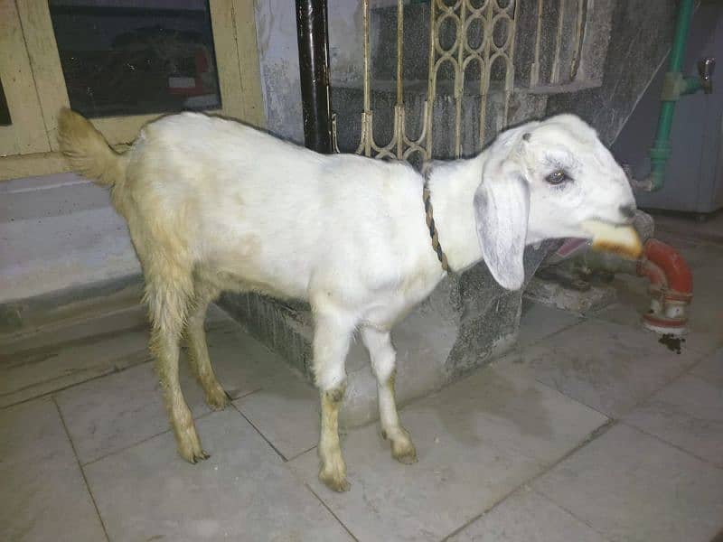 beautiful goat For sale 1