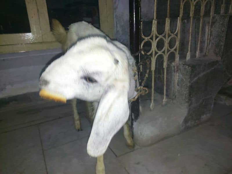 beautiful goat For sale 2