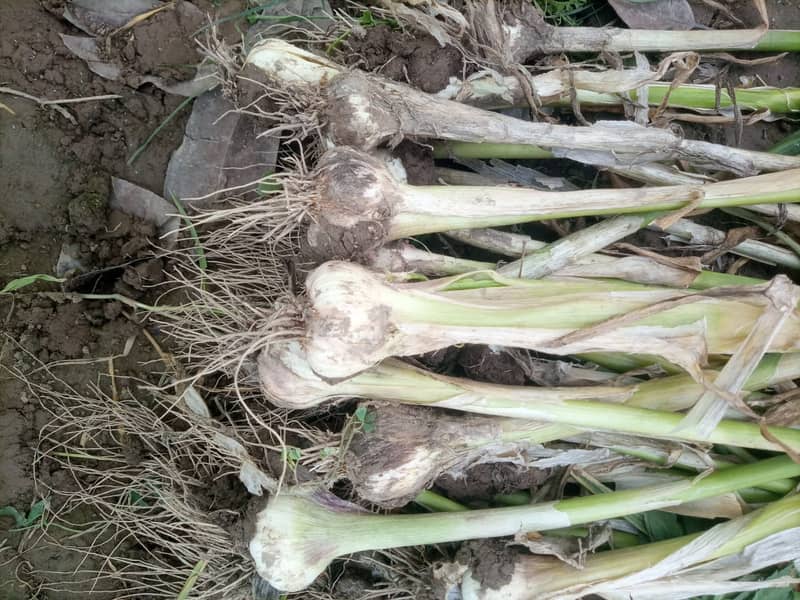 Dasi (Gulabi) Lehsan (Garlic) For Seed & Home Daily Kitchen Use 0