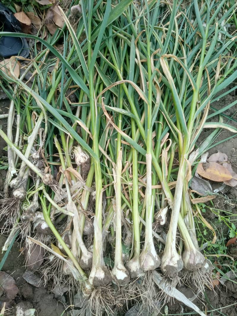 Dasi (Gulabi) Lehsan (Garlic) For Seed & Home Daily Kitchen Use 1