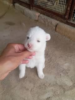 Healthy Russian Puppies Pink Nose