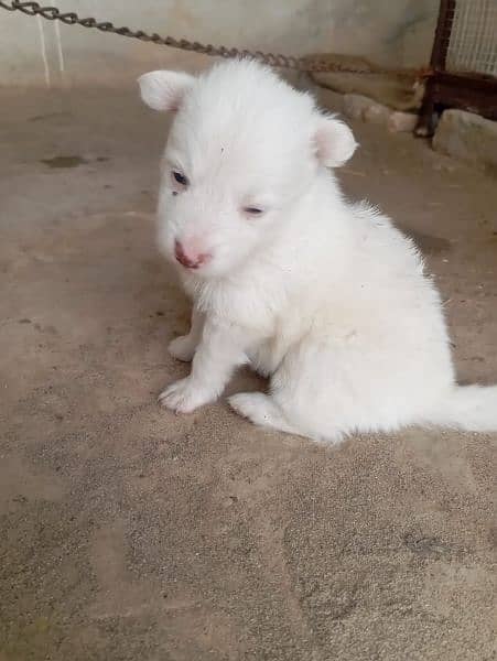 Healthy Russian Puppies Pink Nose 1