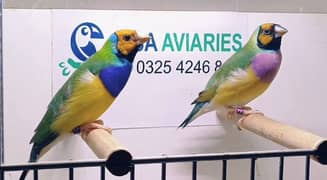 Gouldian Finch pair all colors age 8-12 months