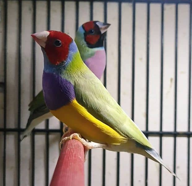 Gouldian Finch pair all colors age 8-12 months 1