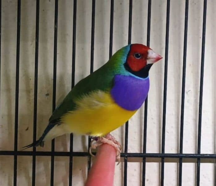 Gouldian Finch pair all colors age 8-12 months 2