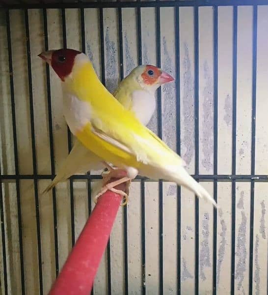 Gouldian Finch pair all colors age 8-12 months 3