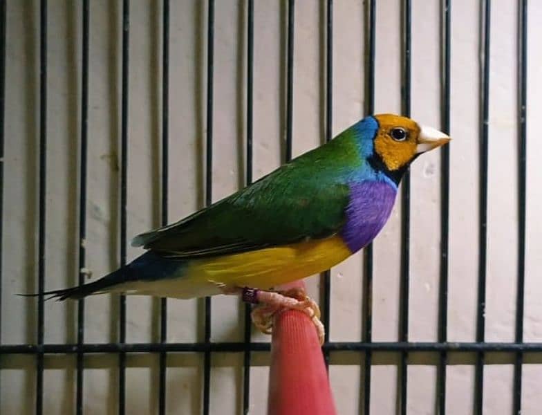 Gouldian Finch pair all colors age 8-12 months 4