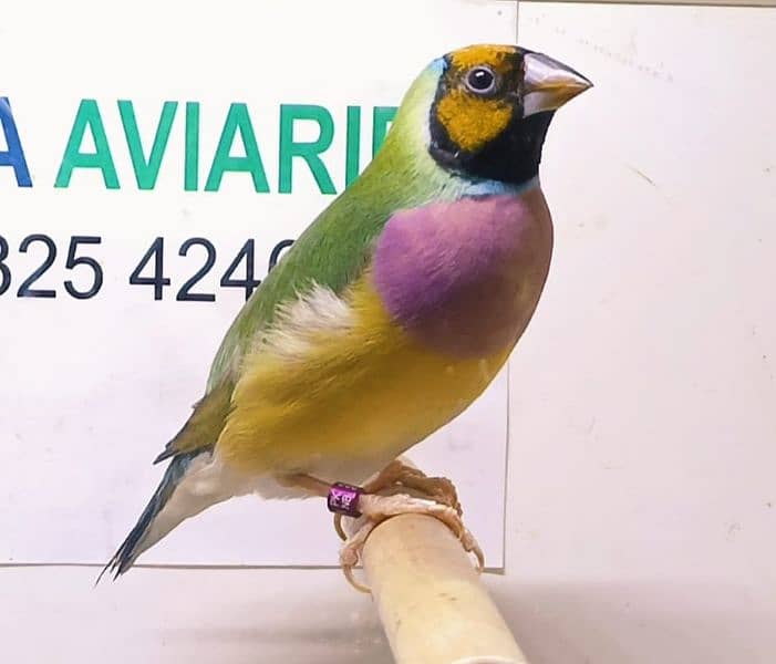 Gouldian Finch pair all colors age 8-12 months 5