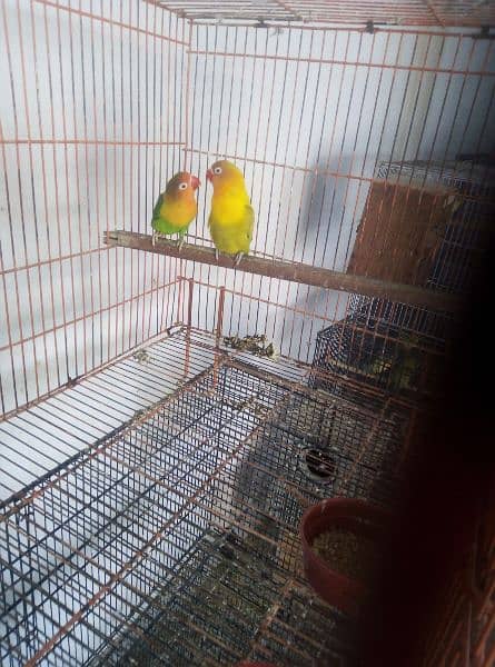 love birds set up for sell 2