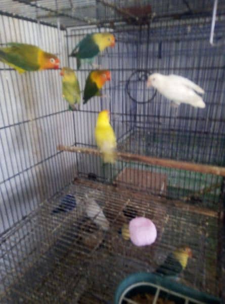 love birds set up for sell 1