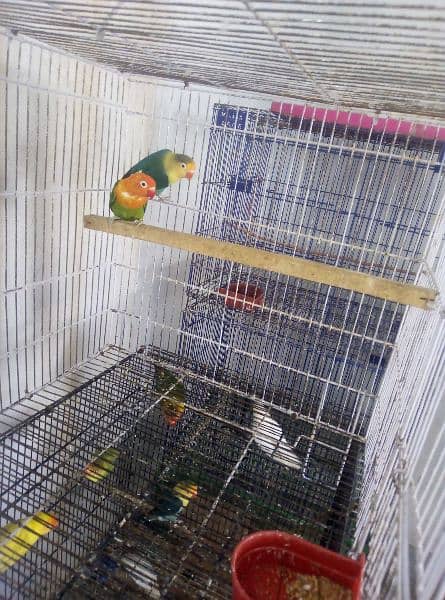 love birds set up for sell 8
