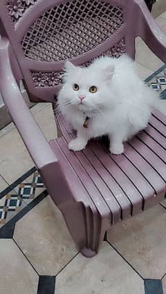 pure persian male and female paire high quality cats triple long coat