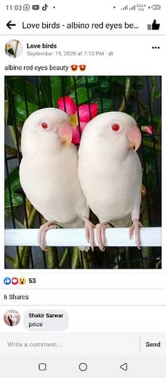 albino red eye pair avilbale