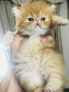 pure peki female kitten for sale 0