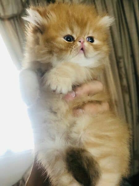 pure peki female kitten for sale 1