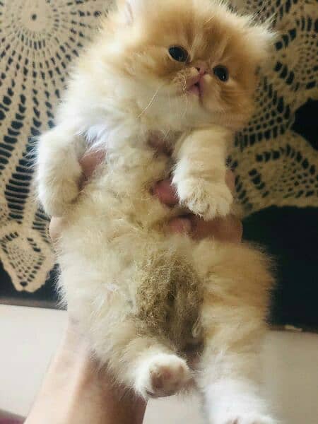 pure peki female kitten for sale 2