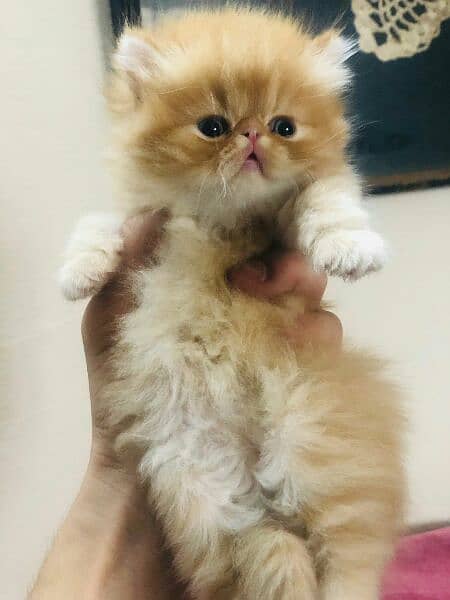 pure peki female kitten for sale 3
