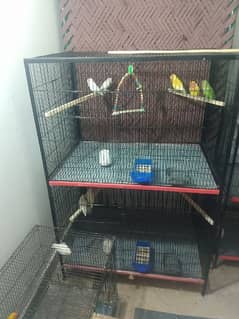 DOUBLE FLYING CAGE 2x2x3 AND CAGE 1.5X2. LUTINO PAIR AND ROZICOLI PAIR