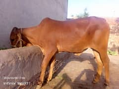pure sahiwal cow bachri  for sale age 2.5 year 2 dant 0322.6102218 0