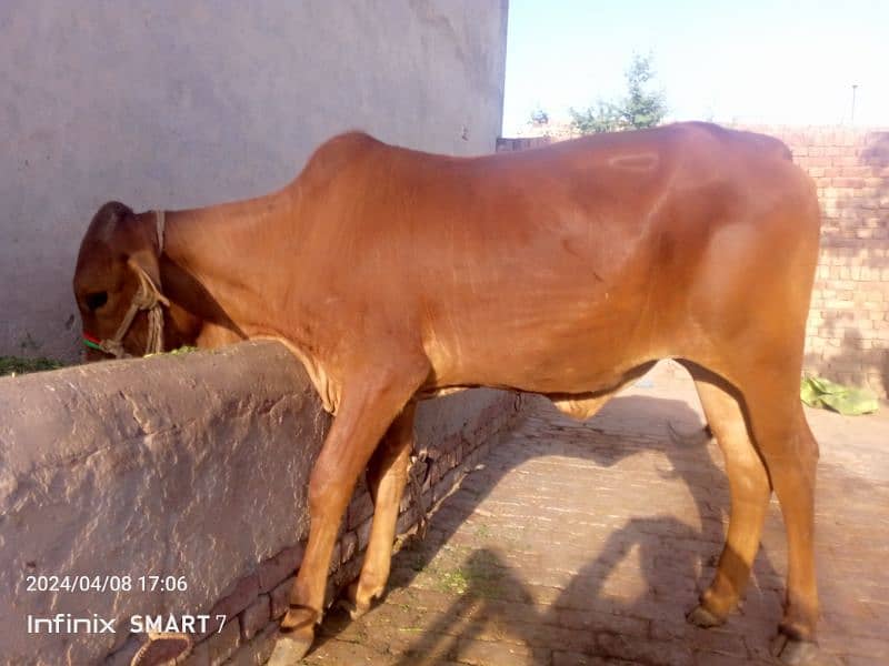 pure sahiwal cow bachri  for sale age 2.5 year 2 dant 0322.6102218 0