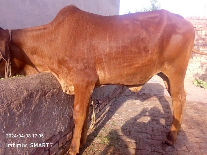 pure sahiwal cow bachri  for sale age 2.5 year 2 dant 0322.6102218 2