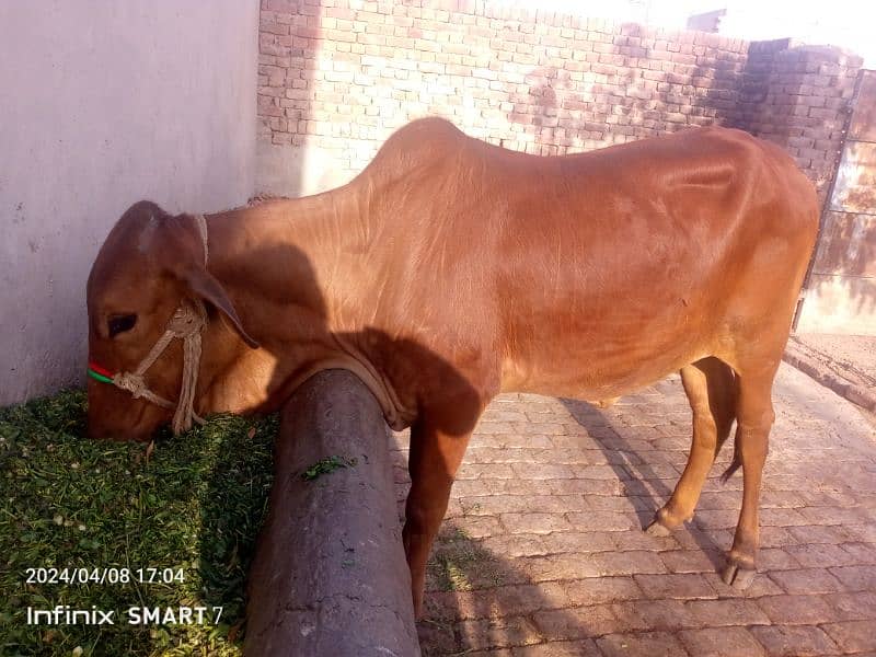 pure sahiwal cow bachri  for sale age 2.5 year 2 dant 0322.6102218 3