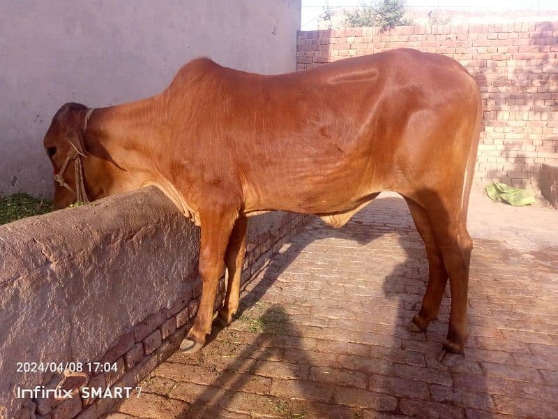 pure sahiwal cow bachri  for sale age 2.5 year 2 dant 0322.6102218 4