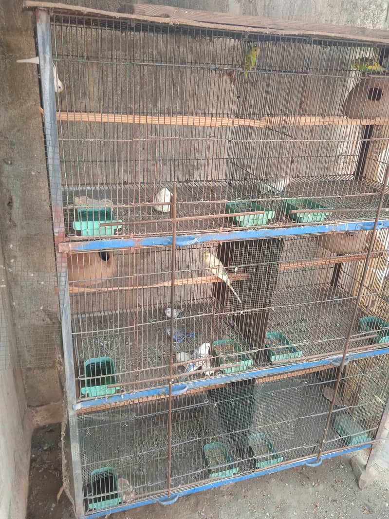 6 portion Cage + budgie's 3