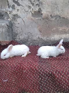 New Zealand white rabbits bunnies pair