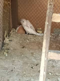 Australian baby parrot