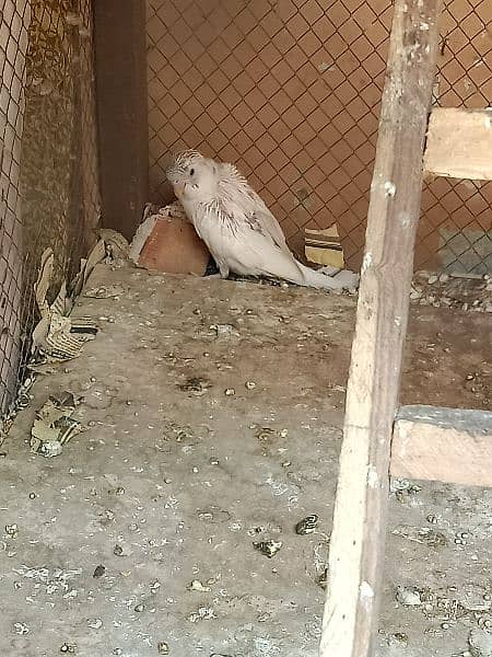 Australian baby parrot 0